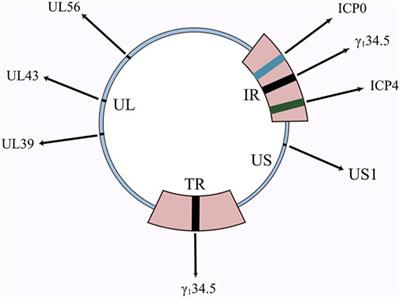 HSV: The scout and assault for digestive system tumors